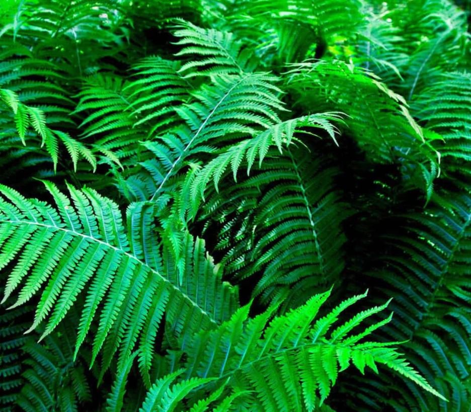 Shade Fern Package (10 Plants)