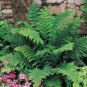 Shade Fern Package (10 Plants)