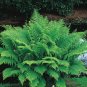 Shade Fern Package (10 Plants)