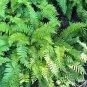 Shade Fern Package (10 Plants)