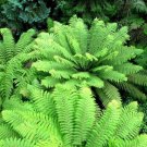 Fern Variety Set Ferns  (25 Plants)
