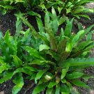 Walking Fern (1 Plant)