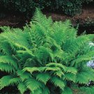 Lady Fern (1 Plant)