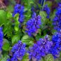 Bugleweed Plant (1 Plant)