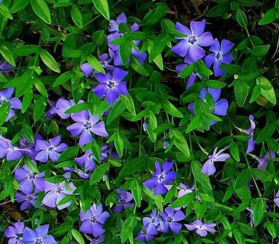 Vinca Minor (1 Plant)