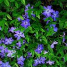 Vinca Minor (1 Plant)