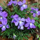 Bird's Foot Violet (1 Plant)