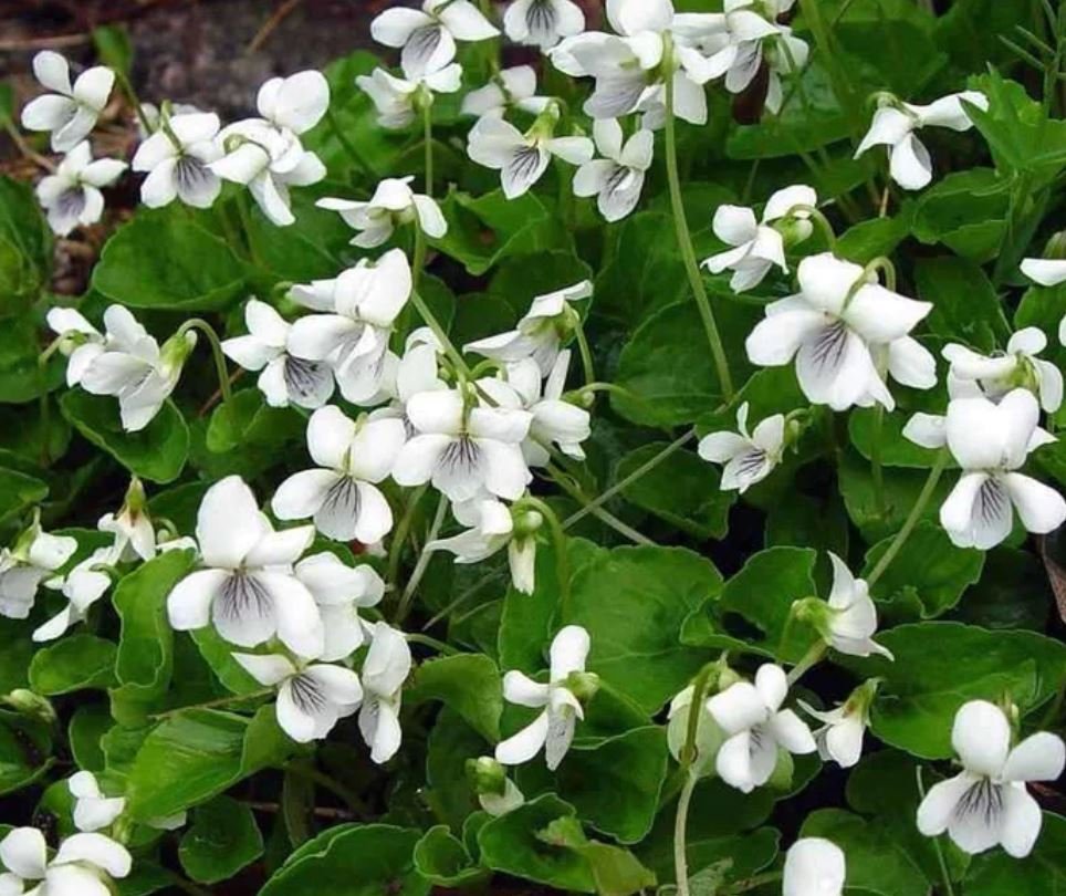 White Violets (1 Plant)