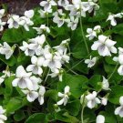 White Violets (1 Plant)