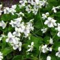 White Violets (1 Plant)