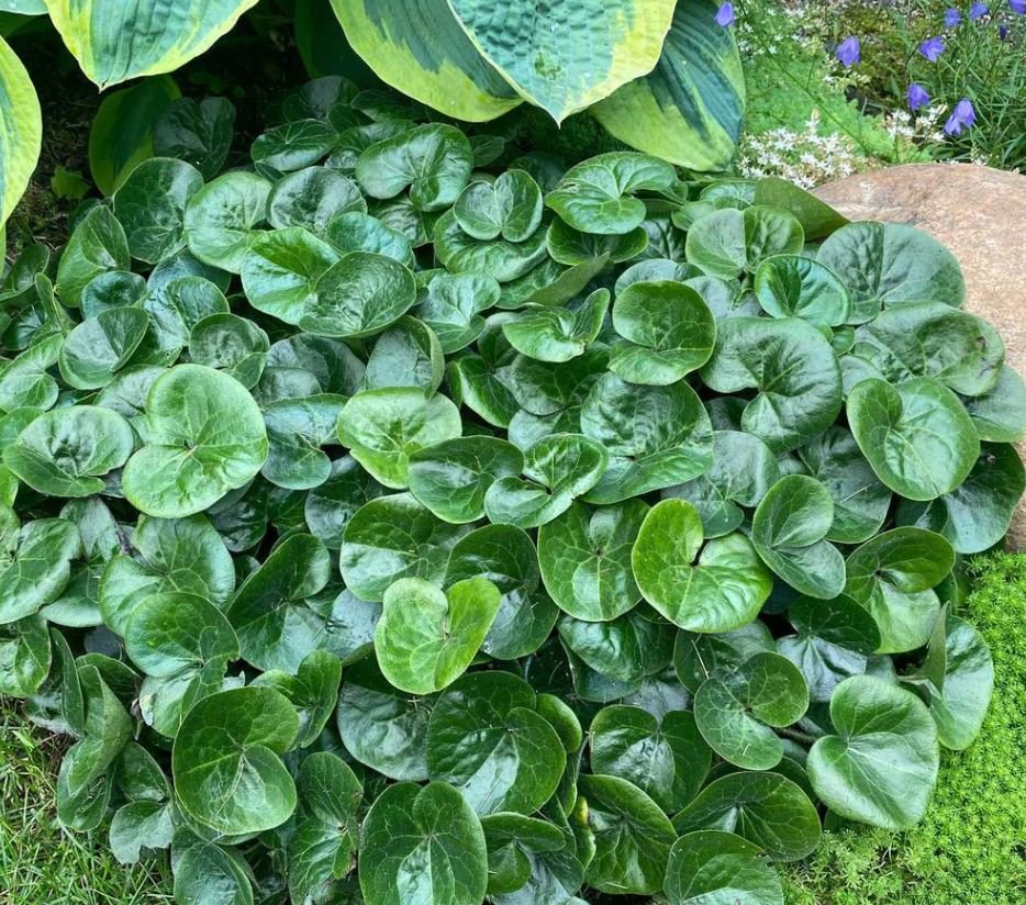 European Ginger (1 Plant)