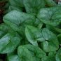 European Ginger (1 Plant)