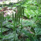 Fan Clubmoss - 5 Square Feet (1 Plant)