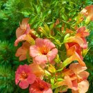Trumpet Vine (1 Plant)