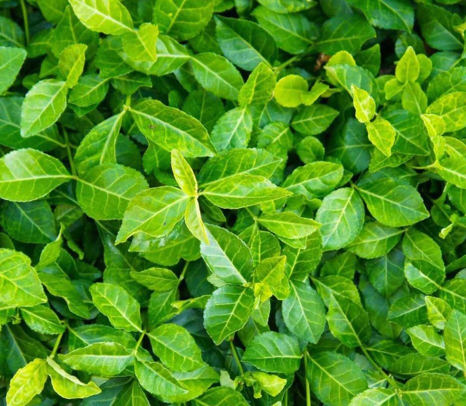 Wintercreeper (1 Plant)