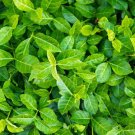 Wintercreeper (1 Plant)
