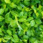 Wintercreeper (1 Plant)