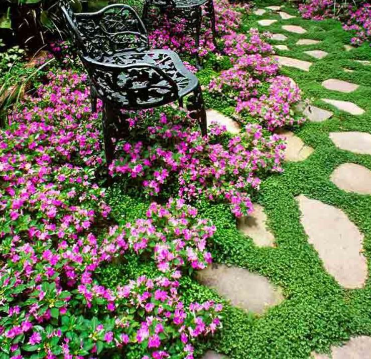 Ground Cover Grab Bag (10 Plants)