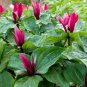 Ground Cover Grab Bag (10 Plants)