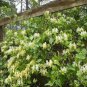 Ground Cover Grab Bag (10 Plants)