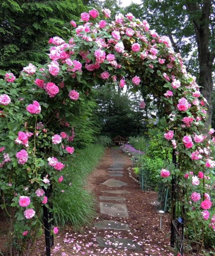 Trellis Climber Package (15 Plants)
