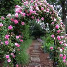 Trellis Climber Package (15 Plants)