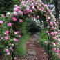 Trellis Climber Package (15 Plants)