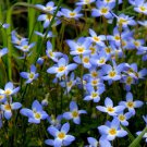 Quaker Ladies (Azure Bluet) (1 Plant)