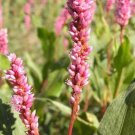 Pennsylvania Smartweed (Package of 25 Plants)