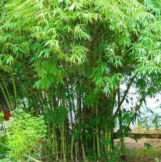 Bamboo Plant 2-3' Feet (1 Plant)