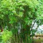 Bamboo Plant 2-3' Feet (1 Plant)