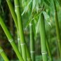 Bamboo Plant 2-3' Feet (1 Plant)