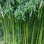Bamboo Plant 2-3' Feet (1 Plant)