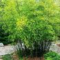 Bamboo Plant 2-3' Feet (1 Plant)