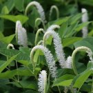 Lizards Tail (Package of 25 Plants)