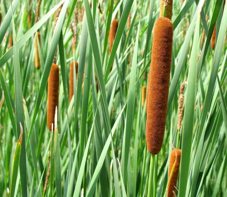 Cattail Plant (1 Plant)