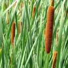 Cattail Plant (1 Plant)