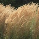 Reedgrass (Package of 25 Plants)