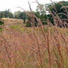 Indian Grass (Package of 25 Plants)