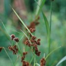 Dark Green Bulrush (Package of 25 Plants)