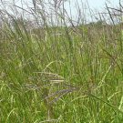 Big Bluestem (Package of 25 Plants)