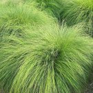 Prairie Dropseed (Package of 25 Plants)