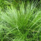 Pennsylvania Sedge (Package of 25 Plants)