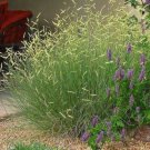 Blue Grama Grass (Package of 25 Plants)