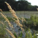 Blue Joint Grass (Package of 25 Plants)