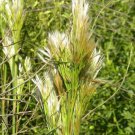 Bushy Bluestem (Package of 25 Plants)