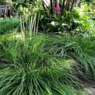 Cherokee Sedge (Package of 25 Plants)