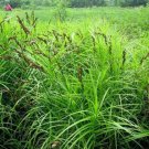 Palm Sedge (Package of 25 Plants)