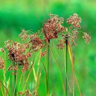 Wool Grass (Package of 25 Plants)