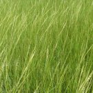 Smooth Cord-grass (Package of 25 Plants)